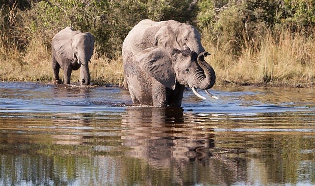 ‘Afrika’nın Gizemli Nehri’, 1 Ağustos Cumartesi Saat 20.00’de National Geographic WILD Ekranlarında İzleyicilerle Buluşuyor!