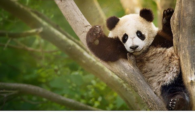 İzleyicileri Eğlenceli Bir Yolculuğa Çıkaracak ‘Panda Akademisi’, 2 Ağustos Pazar Saat 20.00’de National Geographic WILD Ekranlarında Başlıyor!