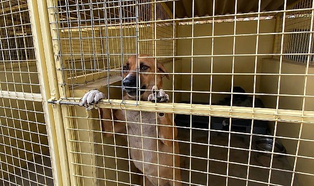Final Akademi öğrencilerinden can dostlara anlamlı ziyaret