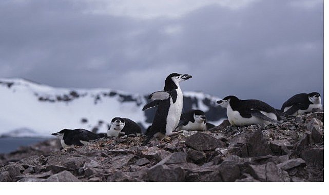 ‘Penguen Dünyası’, 7 Ekim Çarşamba Saat 20.00’de National Geographic WILD Ekranlarında!